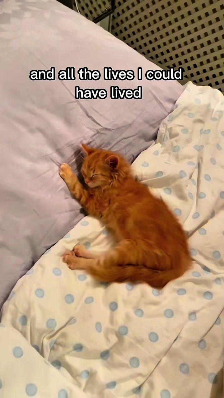 @Mitay_cat