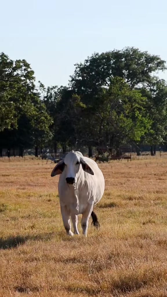 @The V6 Ranch