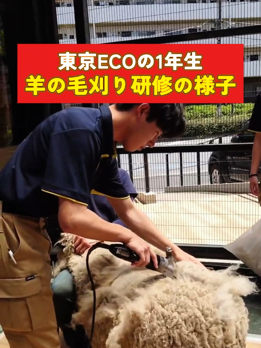 @TCA東京ECO動物海洋専門学校