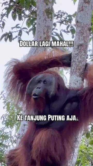 @Wonderful Tanjung Puting