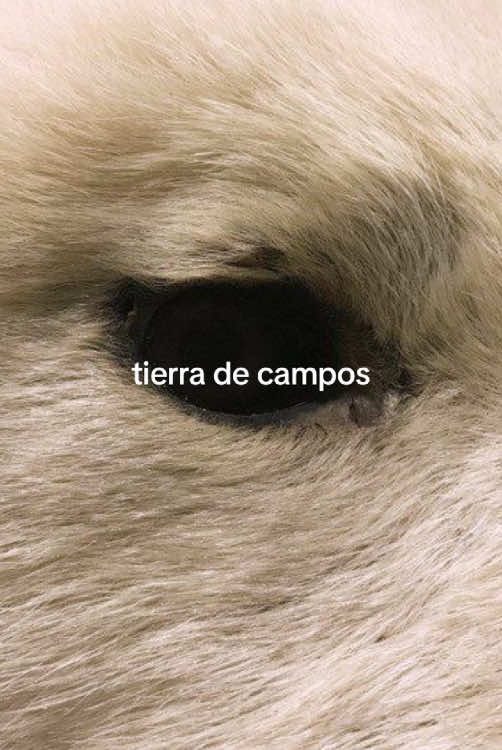 @alejandro