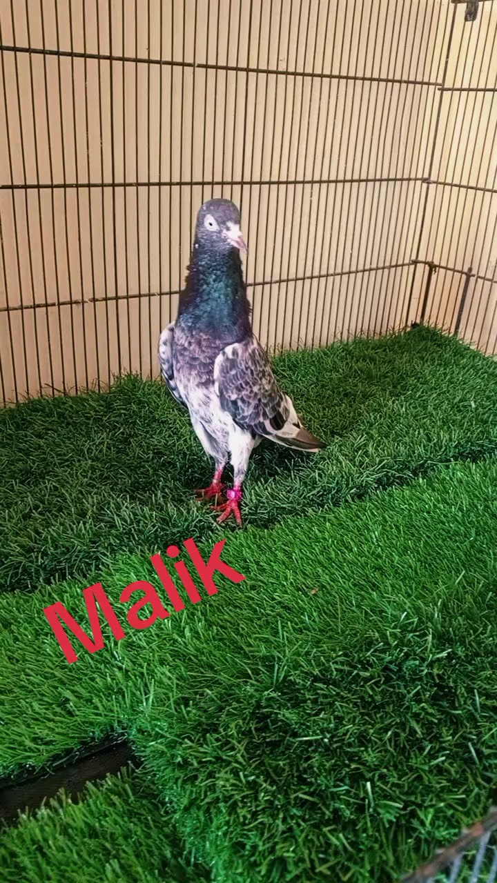 @Malik Muhammad Shoaib