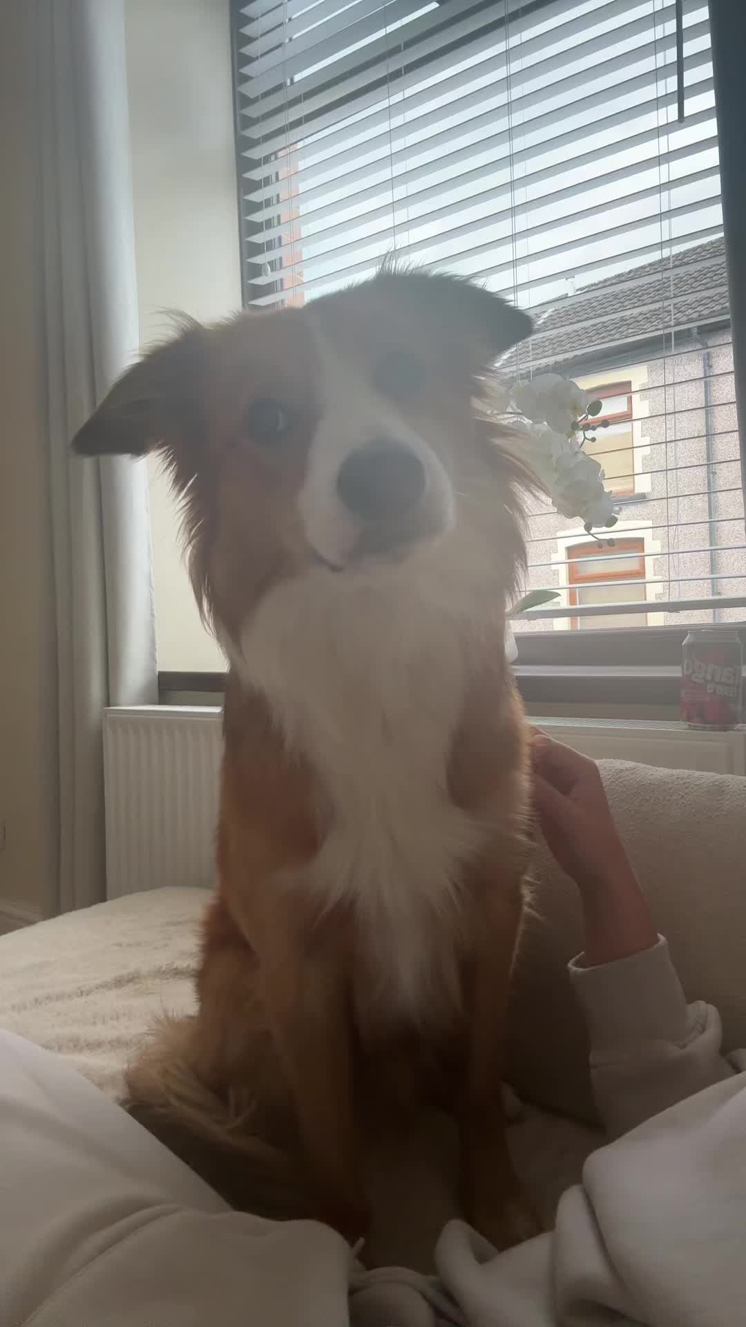 @Kam & Loki 🧡