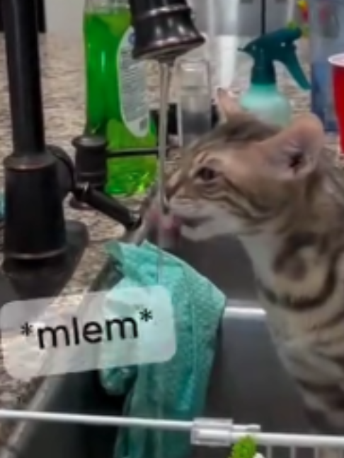 @The Kitten Spot