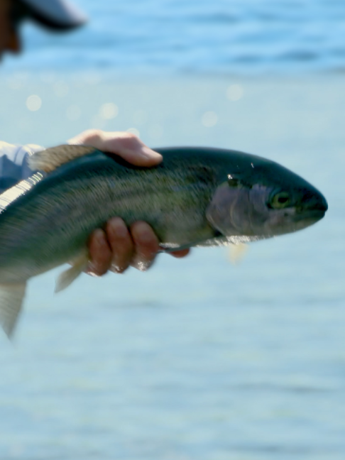 @Fishing TV