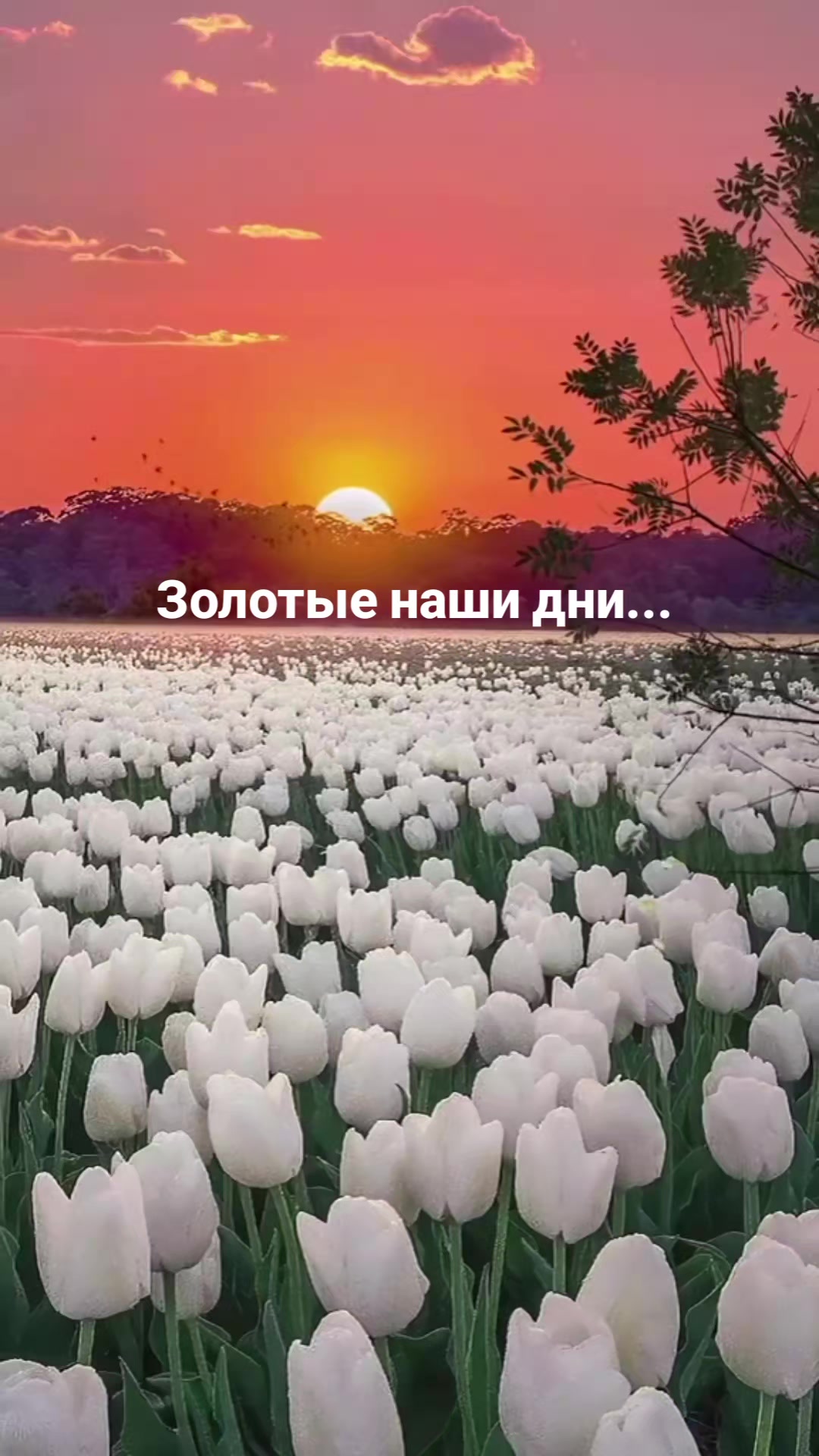 @Мила Телец.