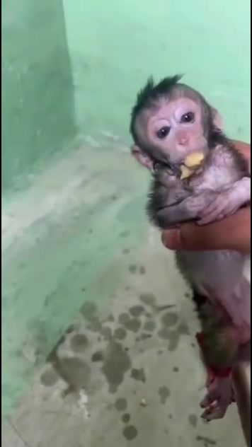 @monkeymoo666