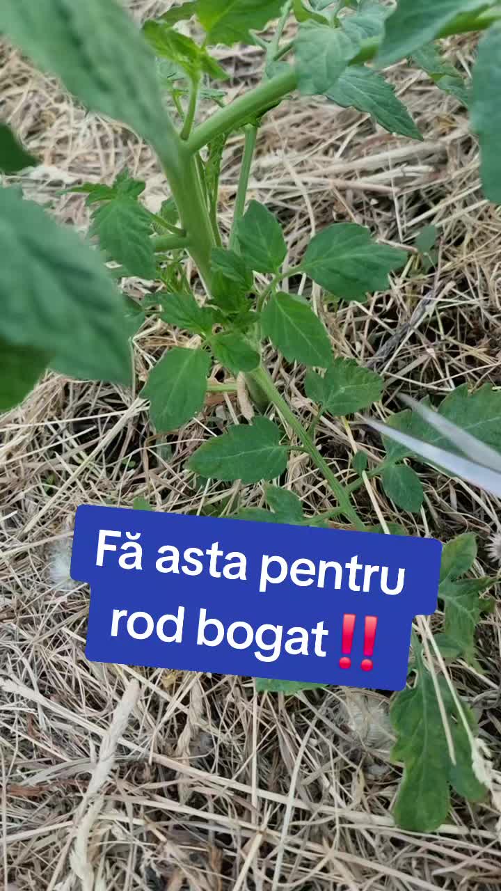 @🍎Din natură & Din tradiție