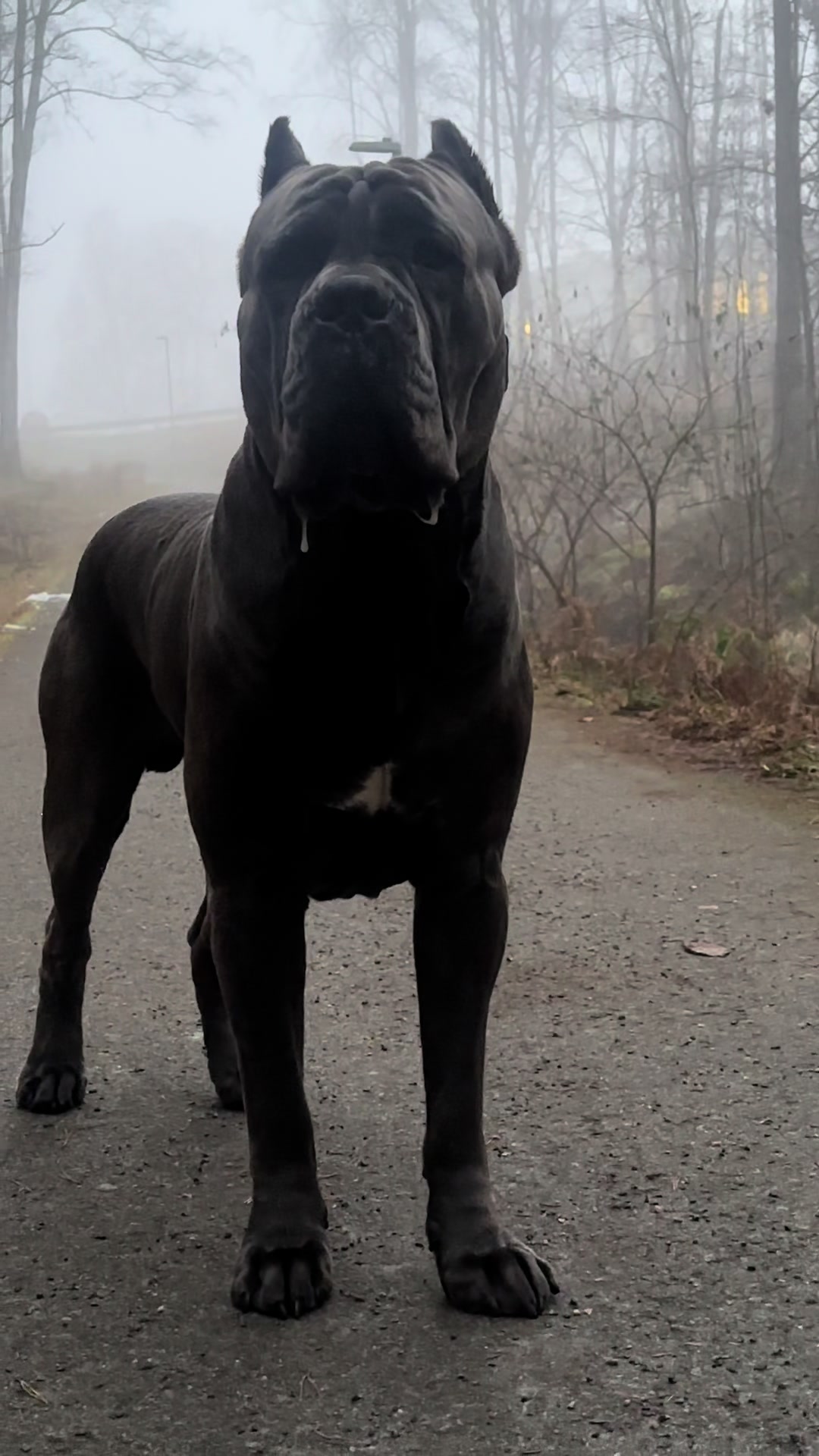@CaneCorsoAres