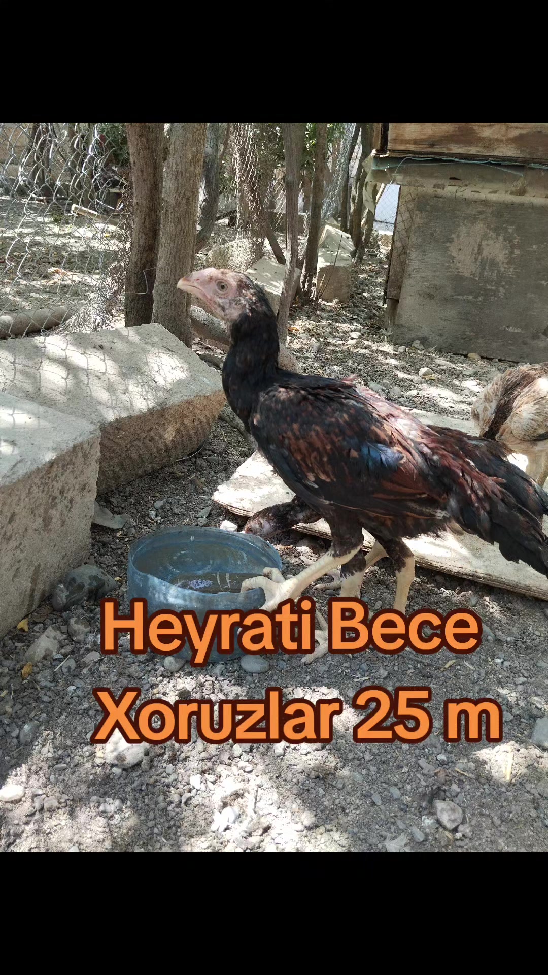 @kurdemir heyrati satisi