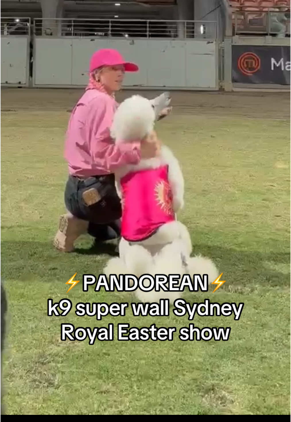 @pandorasboxofdogs