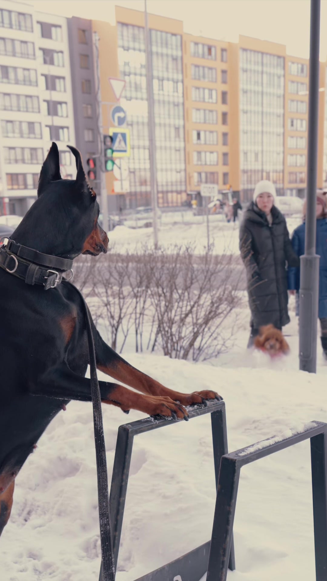 @Djudi_Doberman
