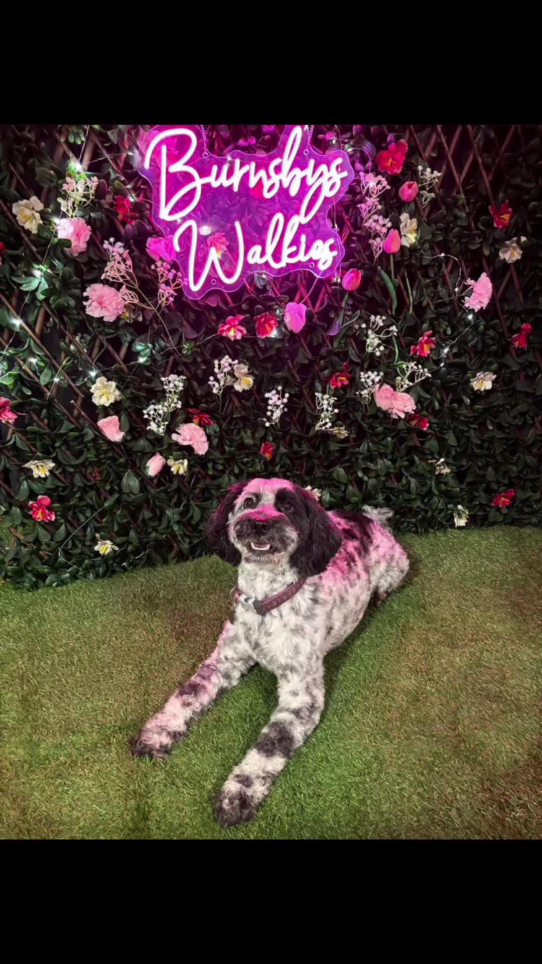 @Jamie of Burnsbys Walkies