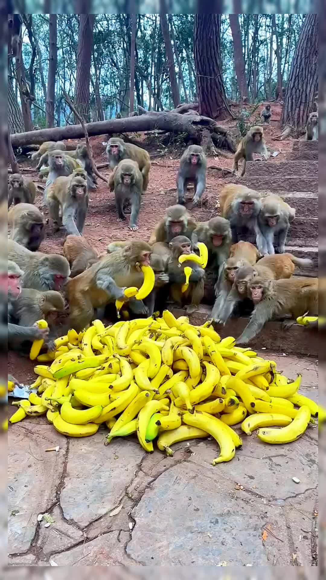 @Daily Monkey Fun