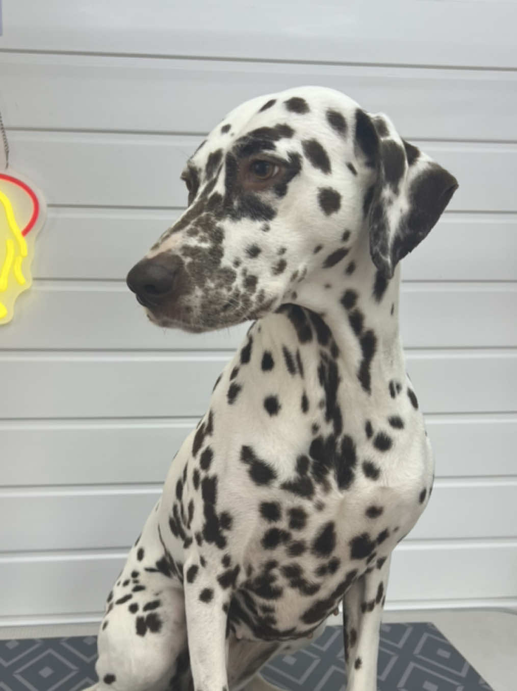 @Sion’s Dog Grooming 🐾