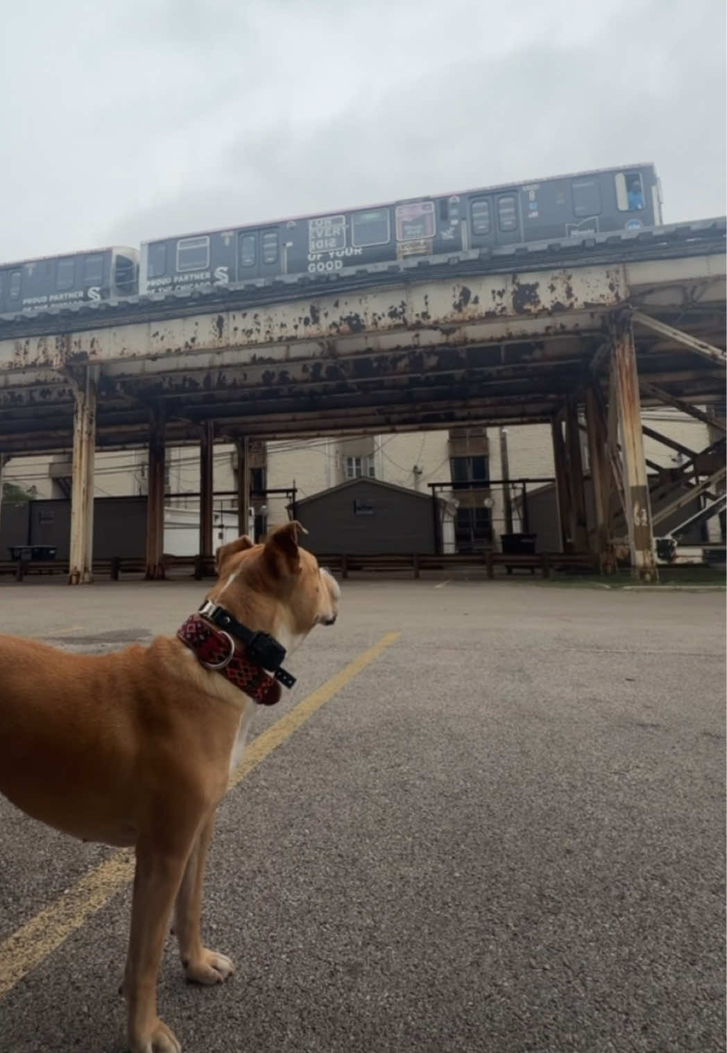 @dogstrainjen
