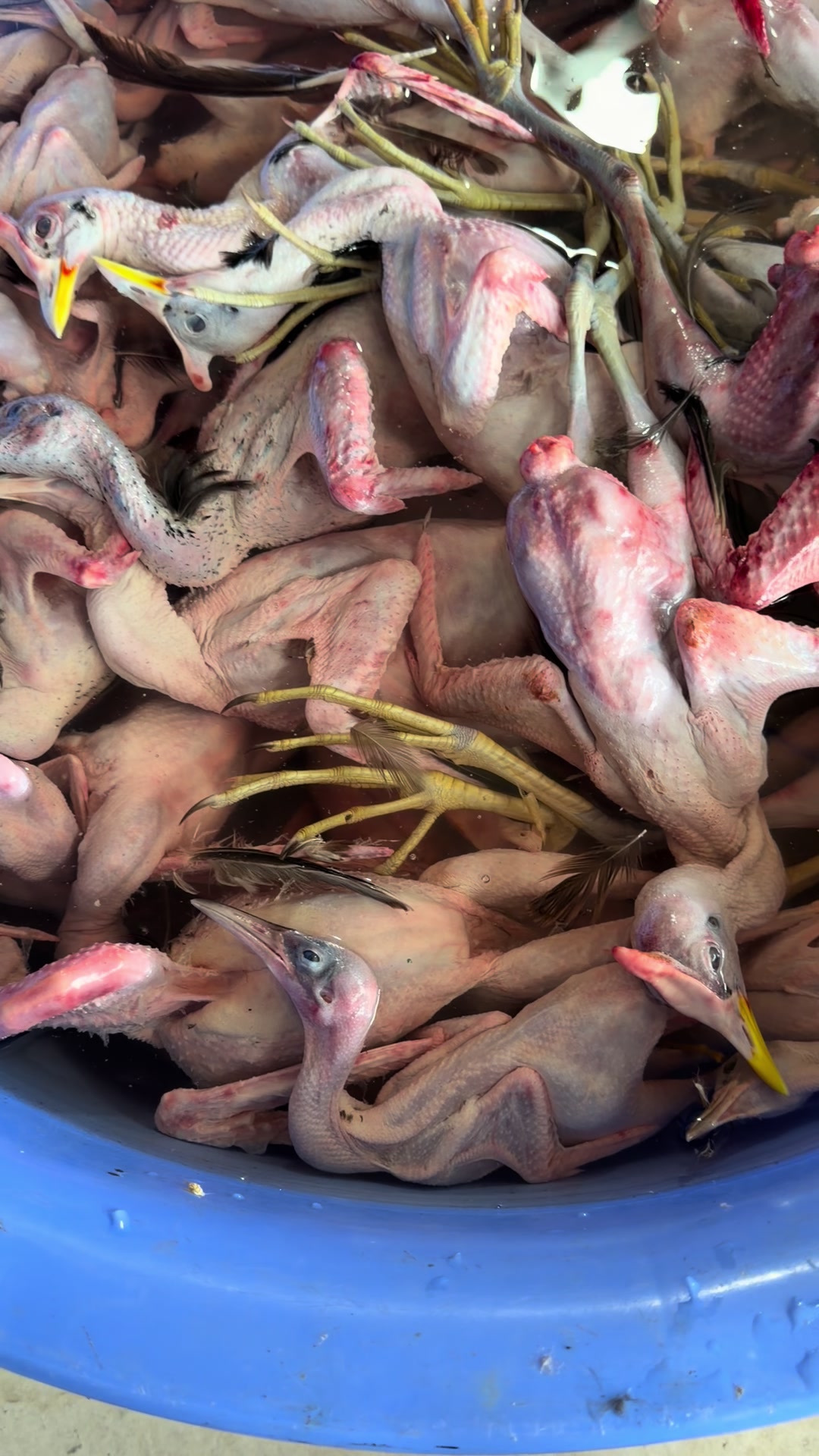 @Giàu đồ ăn ngon