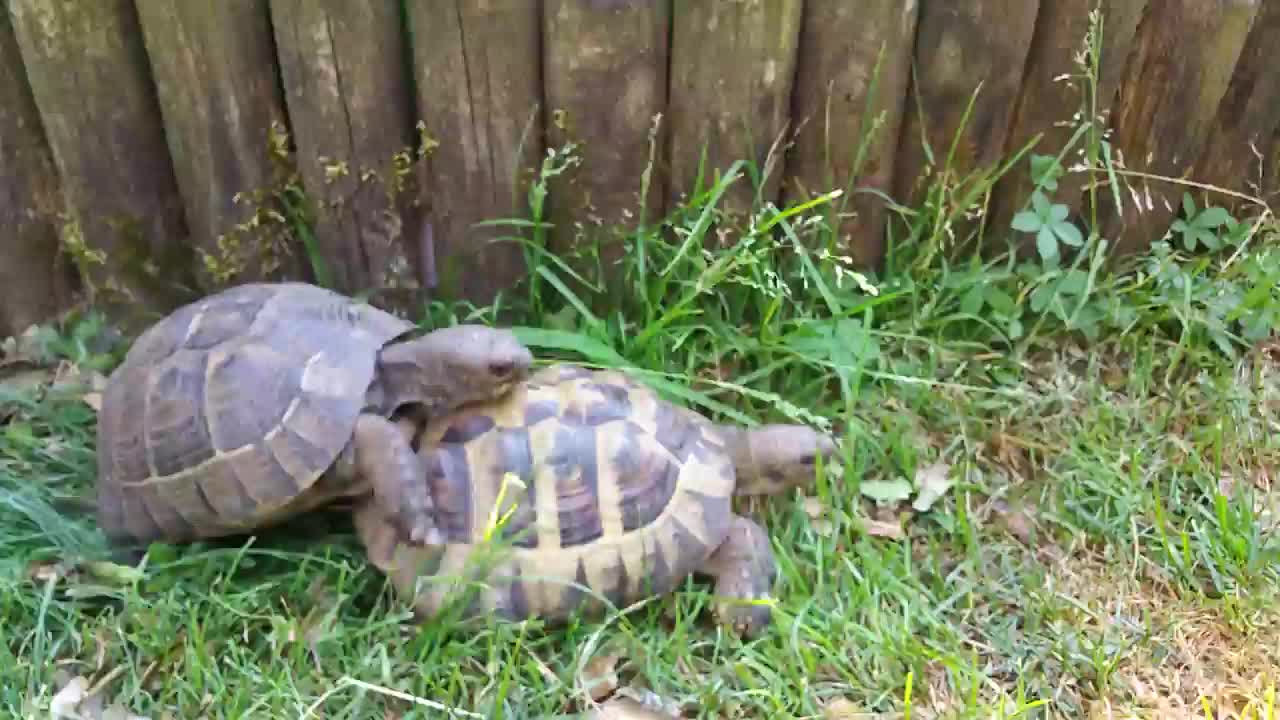 @Mating