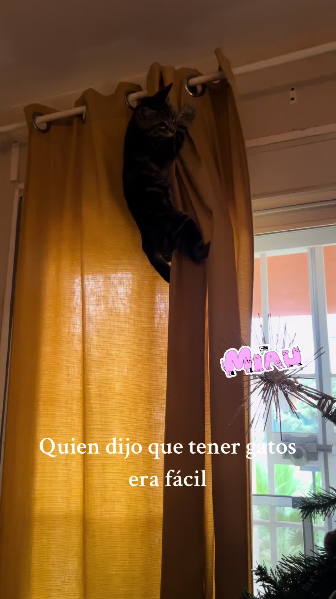 @Cloe-Leo 🤍🧡cats