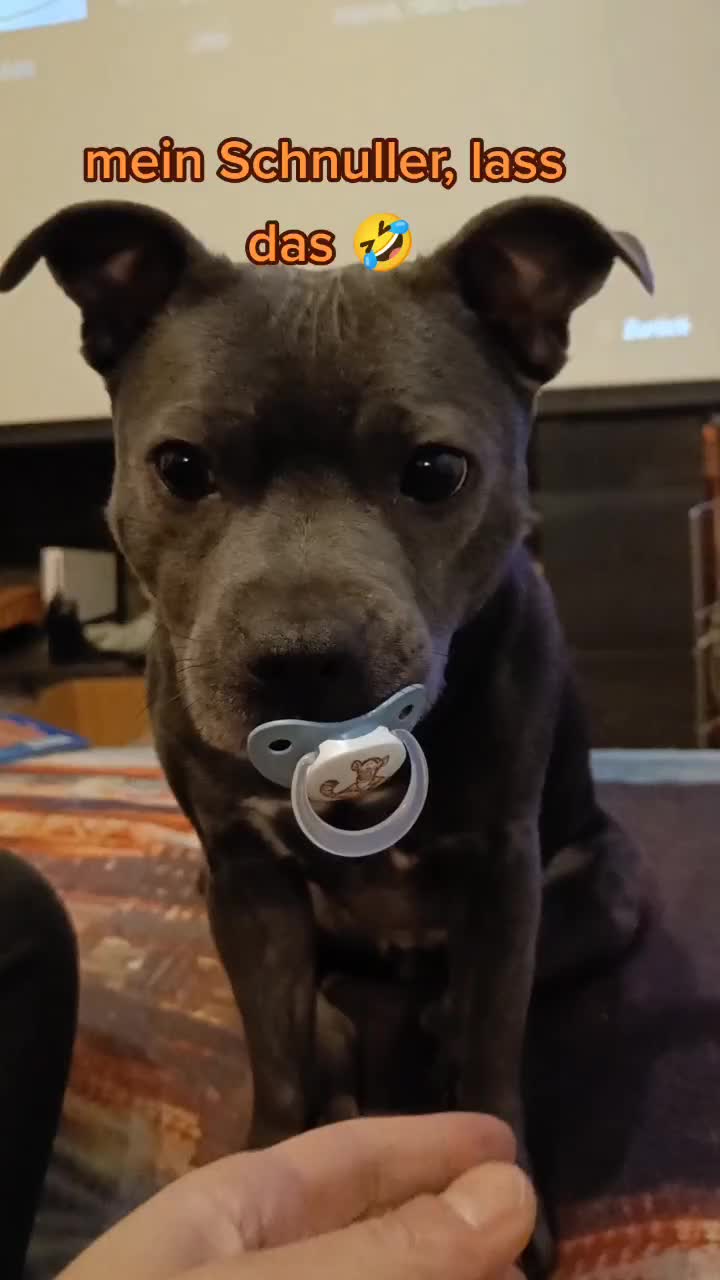 @Zara Alukanija Kiyomi 🐕🐾