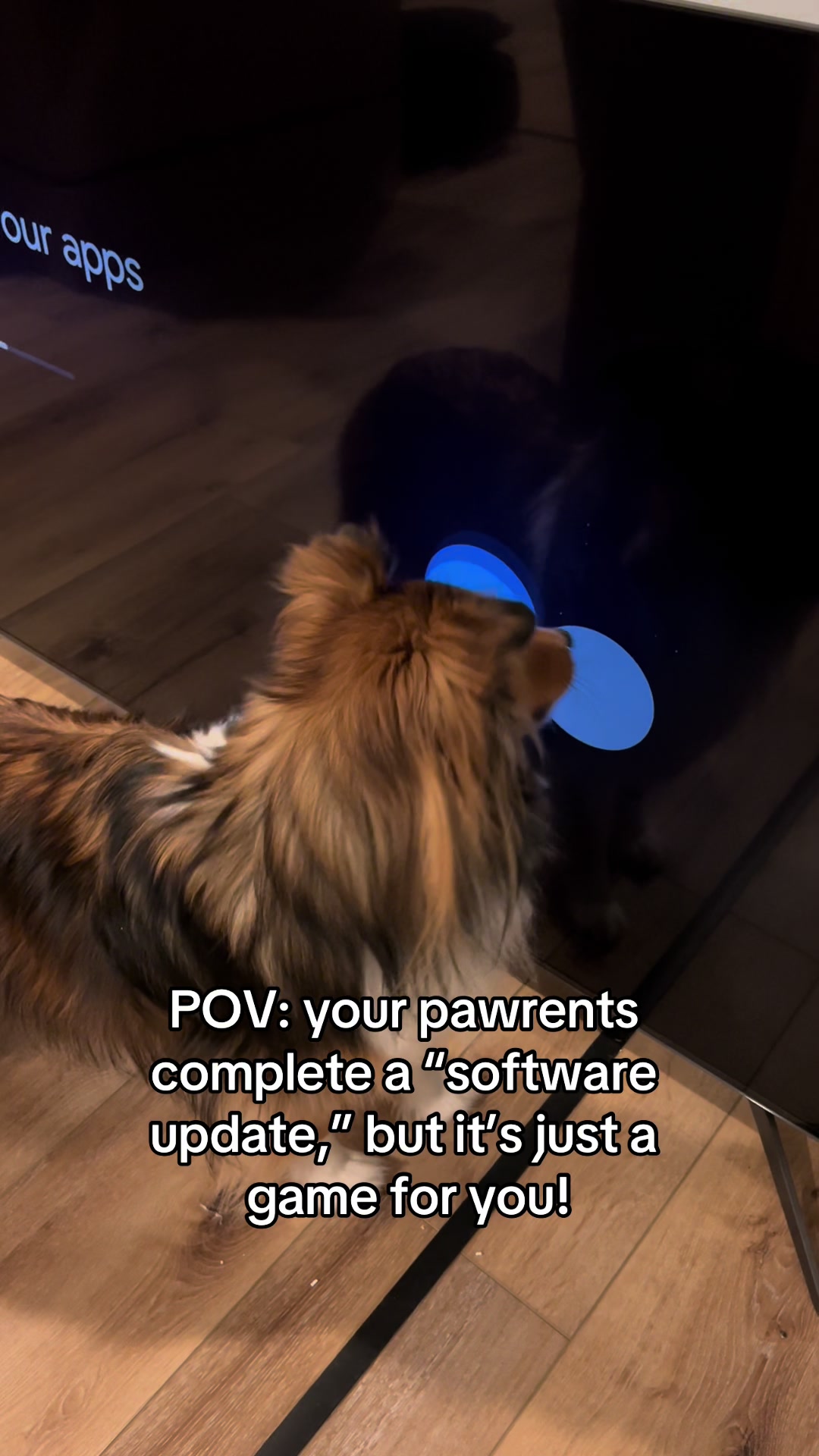 @Pepin The Sheltie