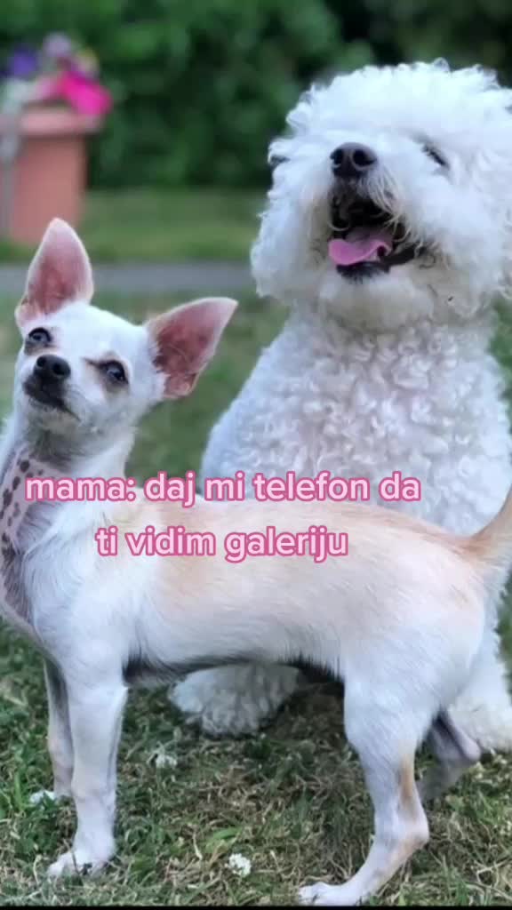 @love animals🥺❤