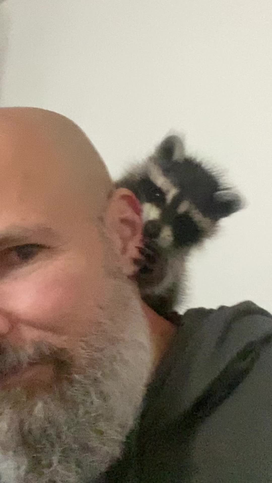 @Loki the raccoon