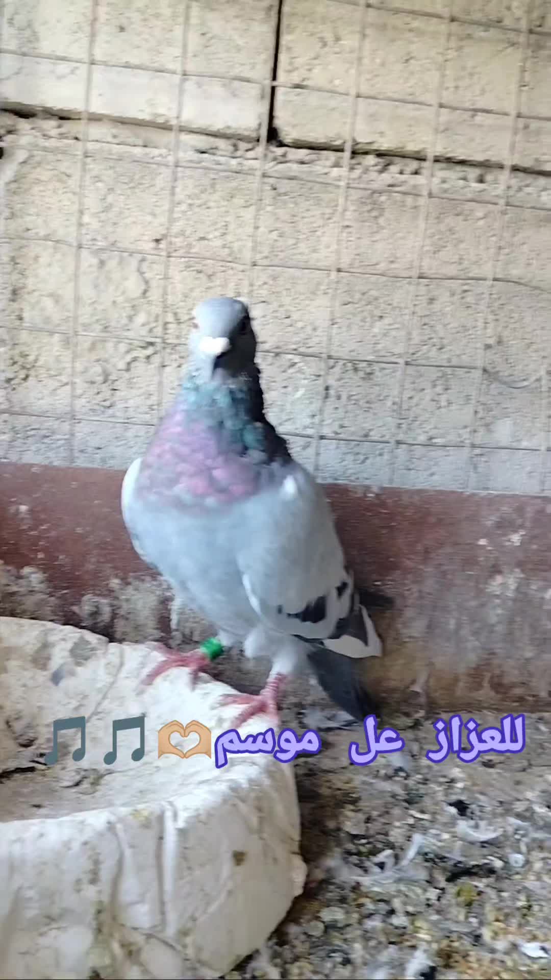 @ملك الزاجل