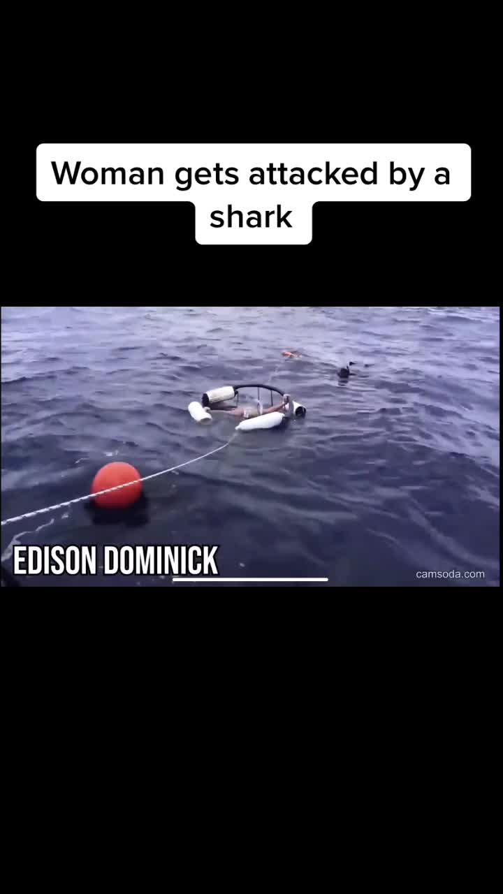 @When_animals_attack