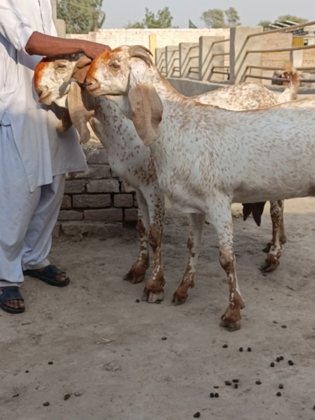 @AHMED GOAT CORNER 🐐🇵🇰