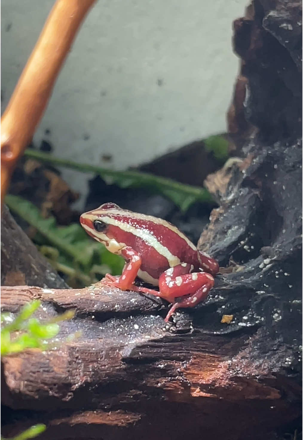 @X_vision_aquascape