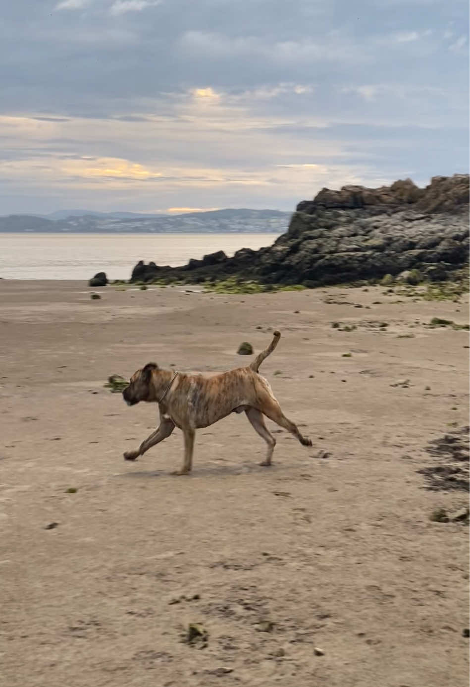 @Mooch 💖🍃 PRESA-CANARIO
