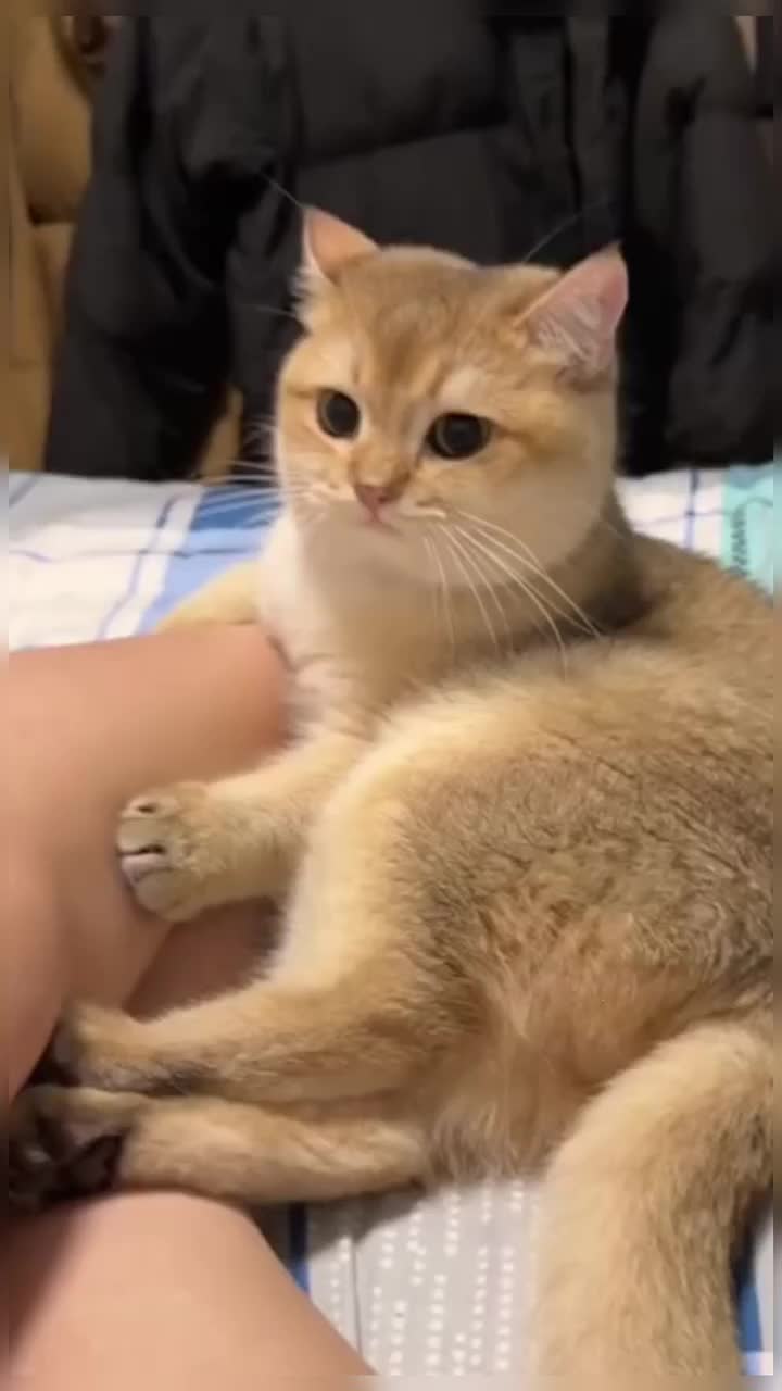 @healing pet