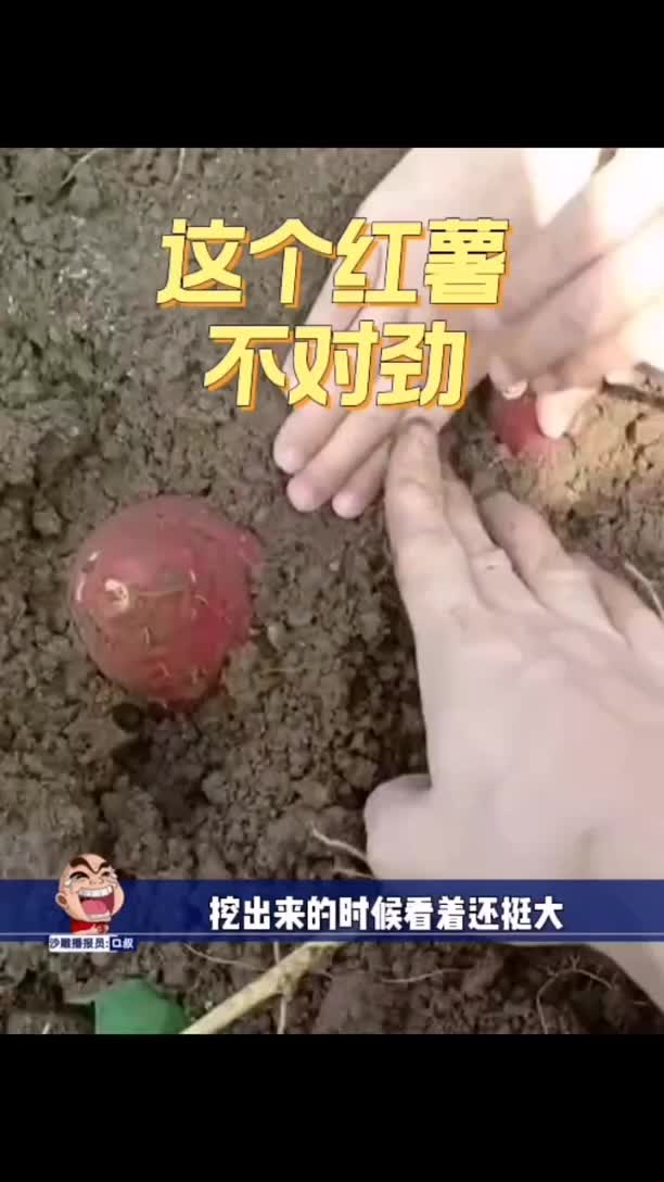 @椰陋🥥威斯♡
