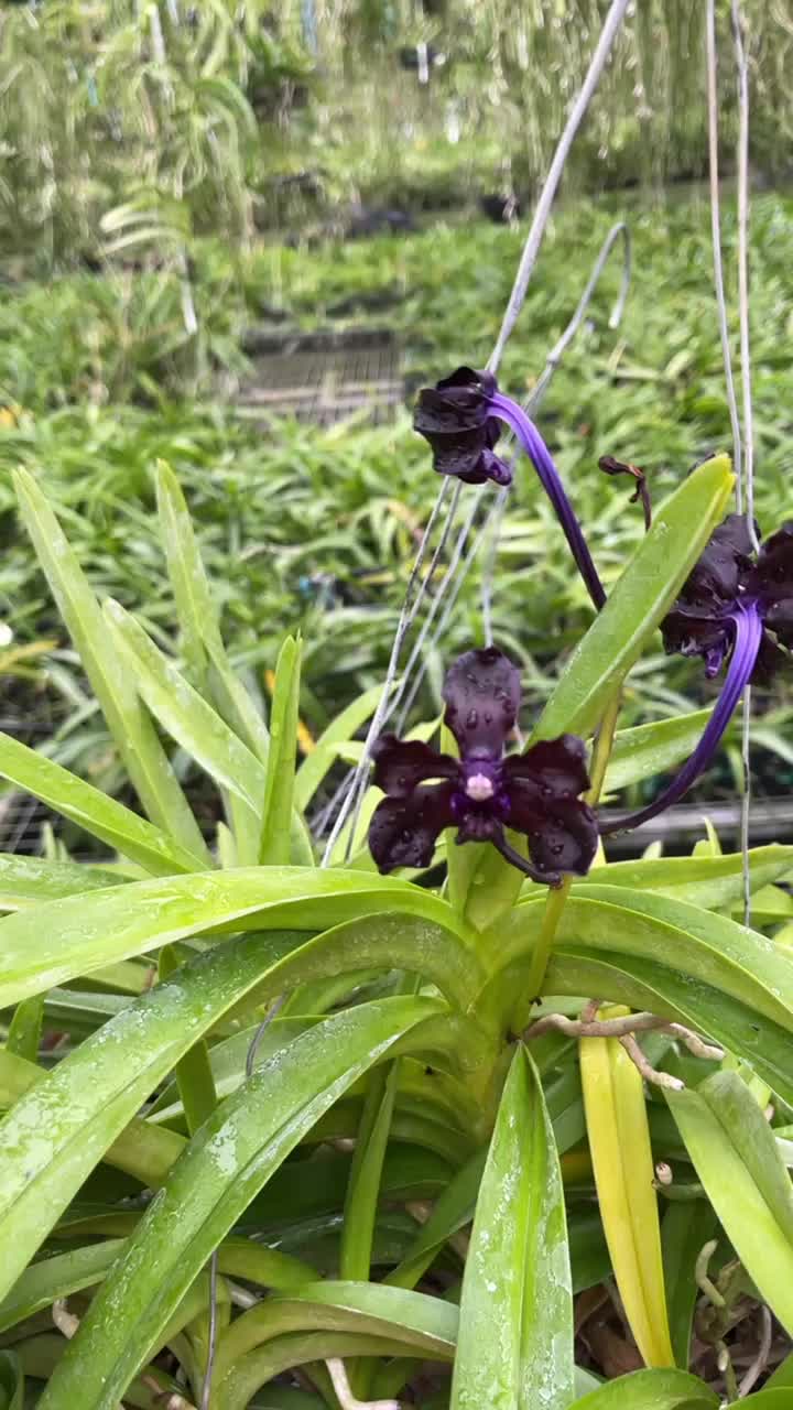 @Motes Orchids