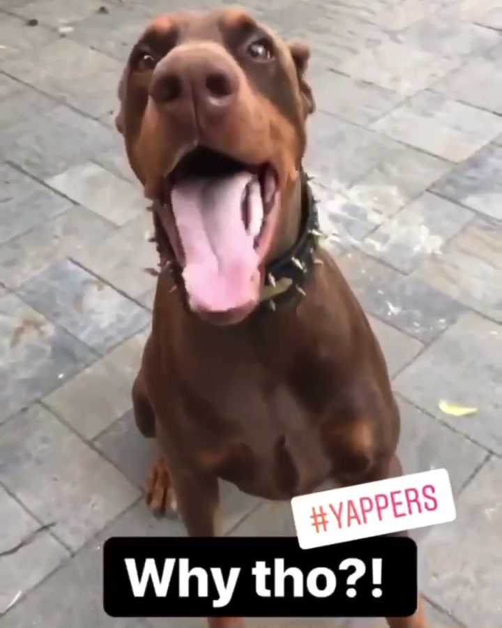 @Cairo the Doberman