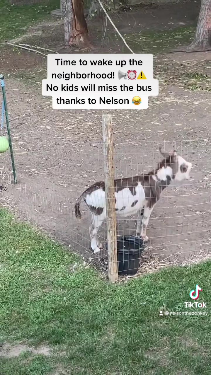 @Nelson The Donkey & Family