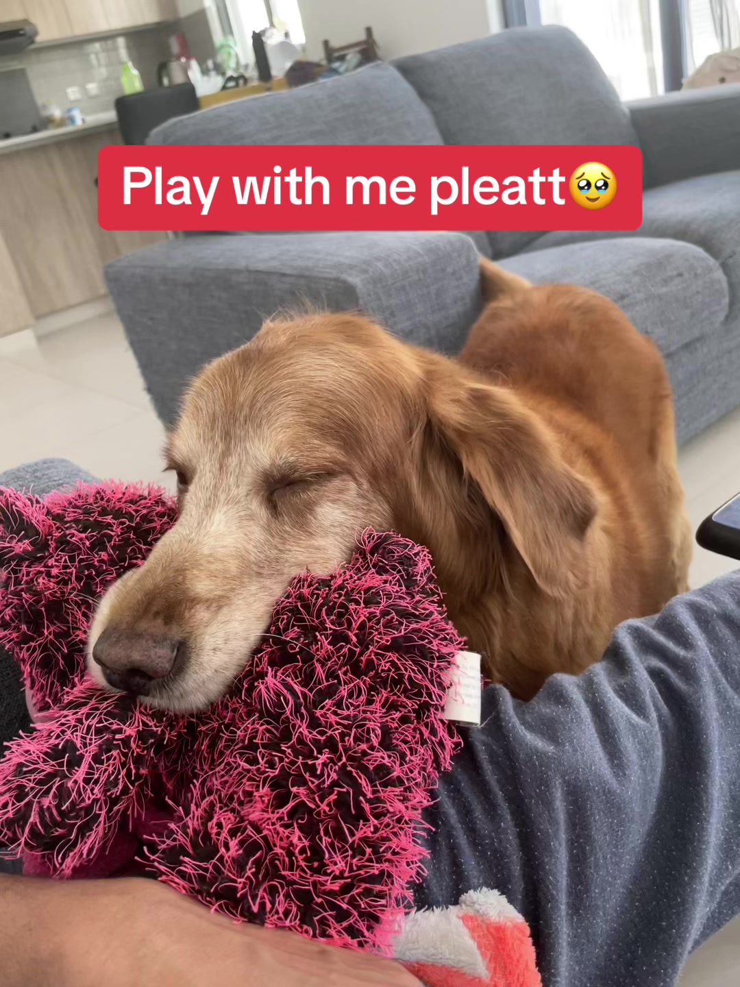 @Feel at HomePetCare