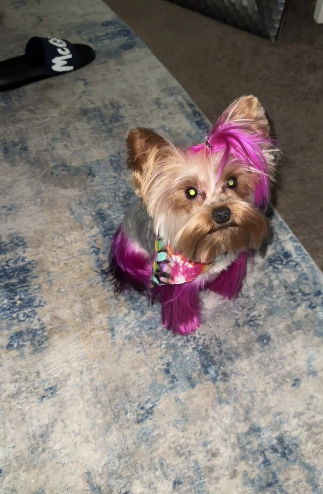@RedBeautyYorkies🐾