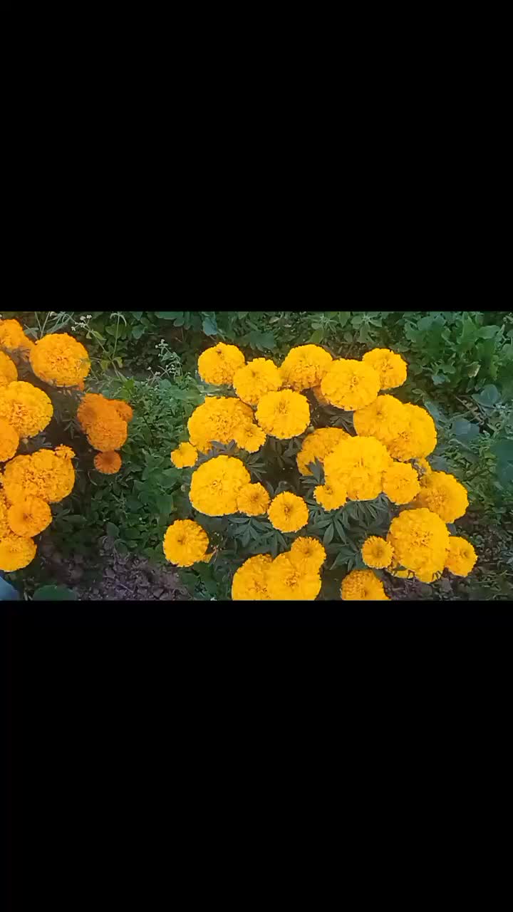 @अमर 🌹❤️❤️❤️ऐडि