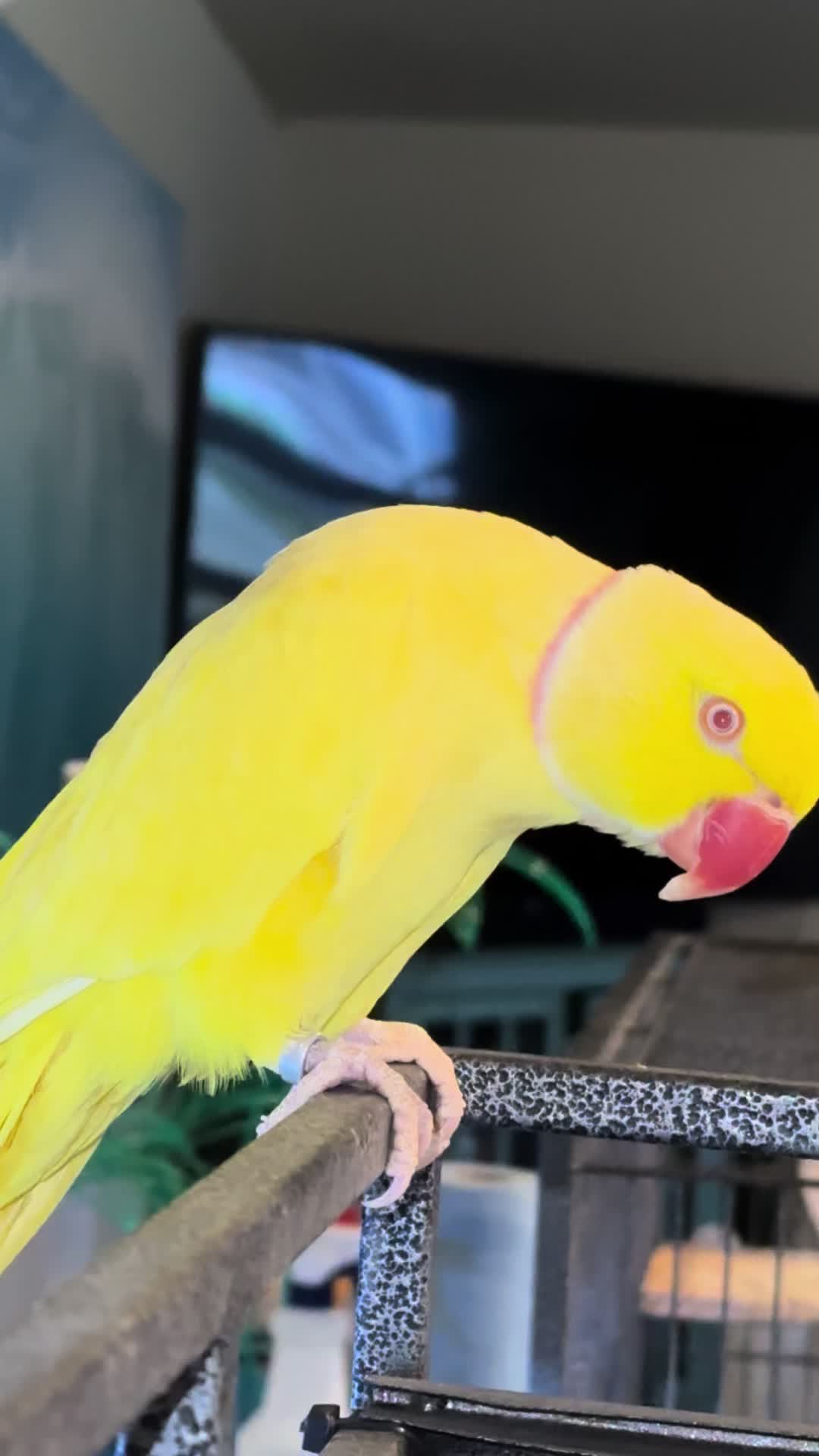 @Tweety the Ringneck