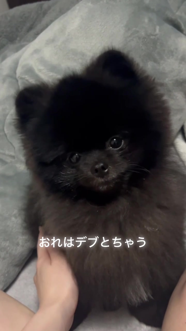 @黒ポメのえんま🐻🍿