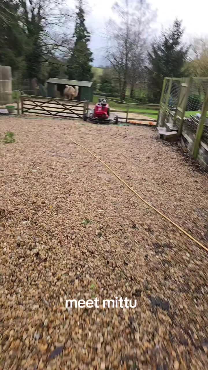 @animal kingdom uk