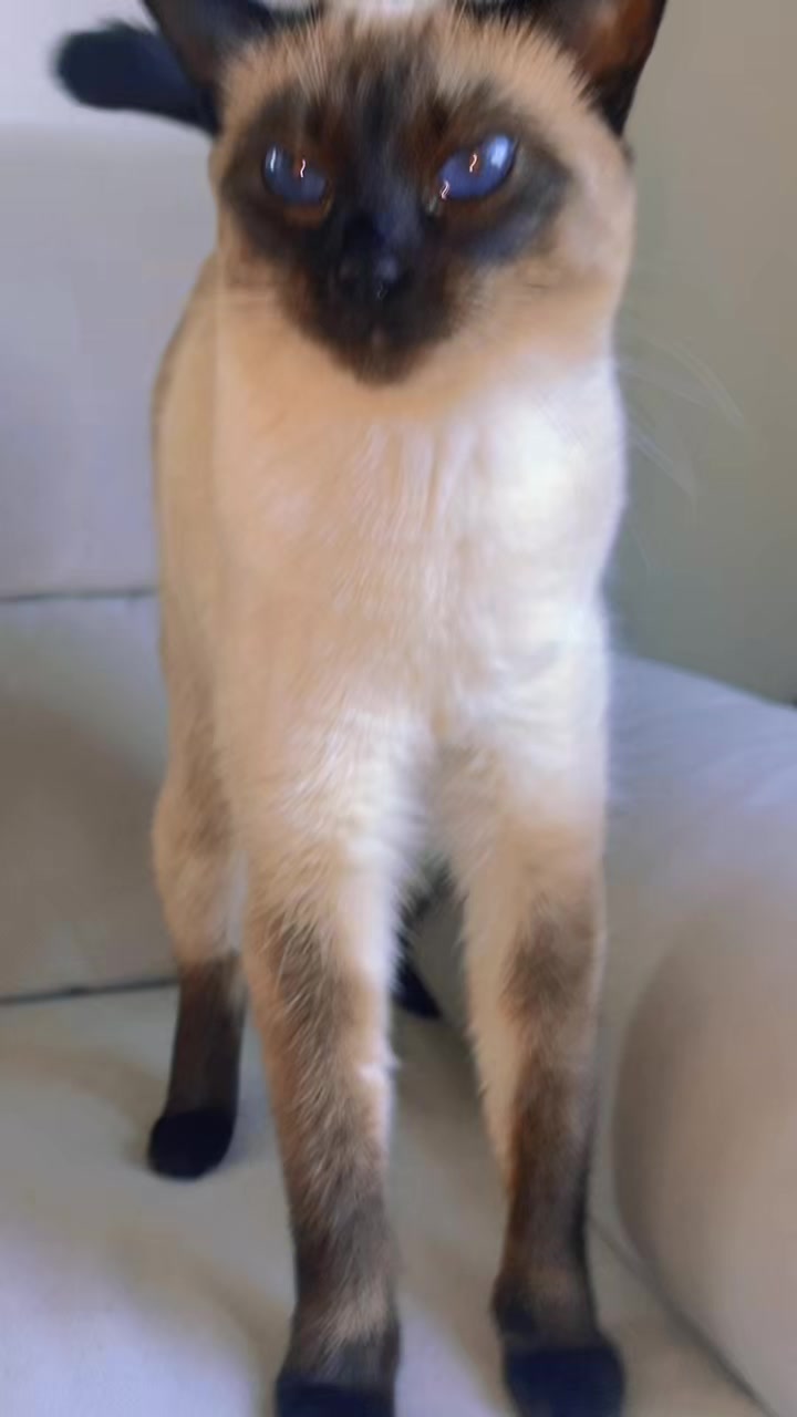 @Blueberry Eyes Cat