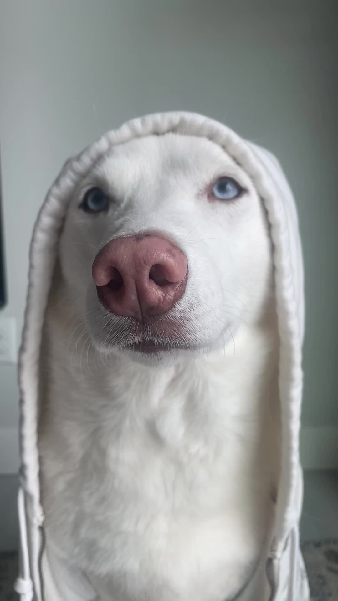 @Erza The Husky