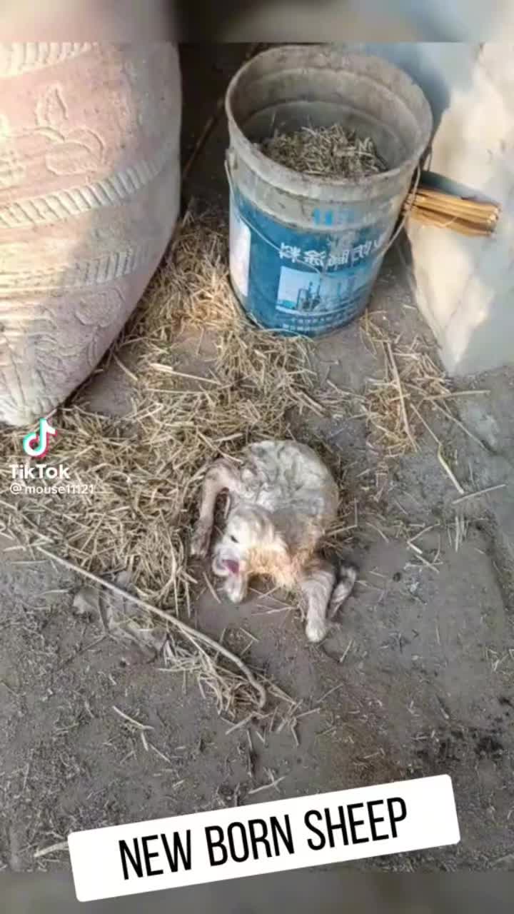 @srchiefalot87