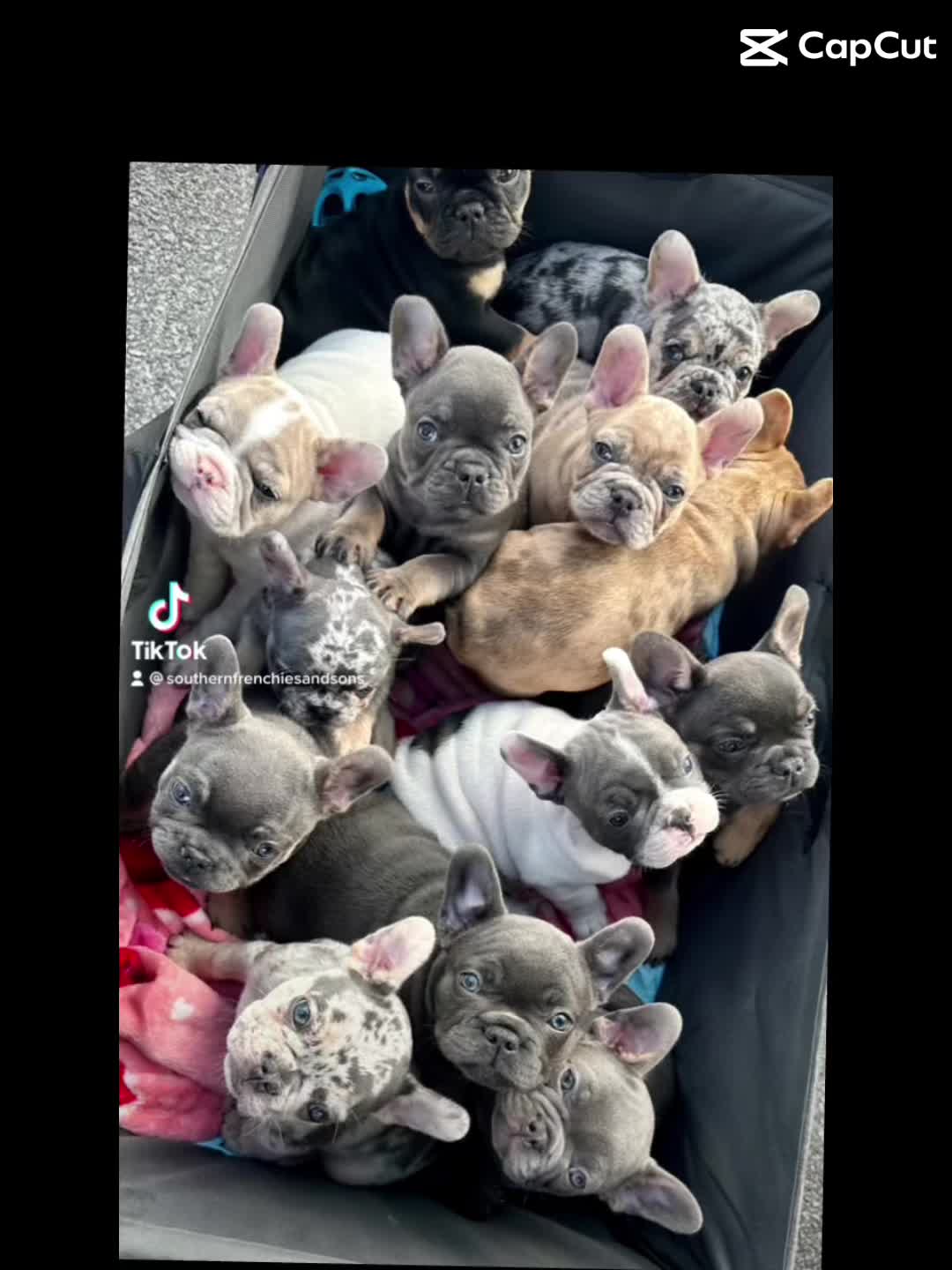 @Southern-Frenchies-And-Sons