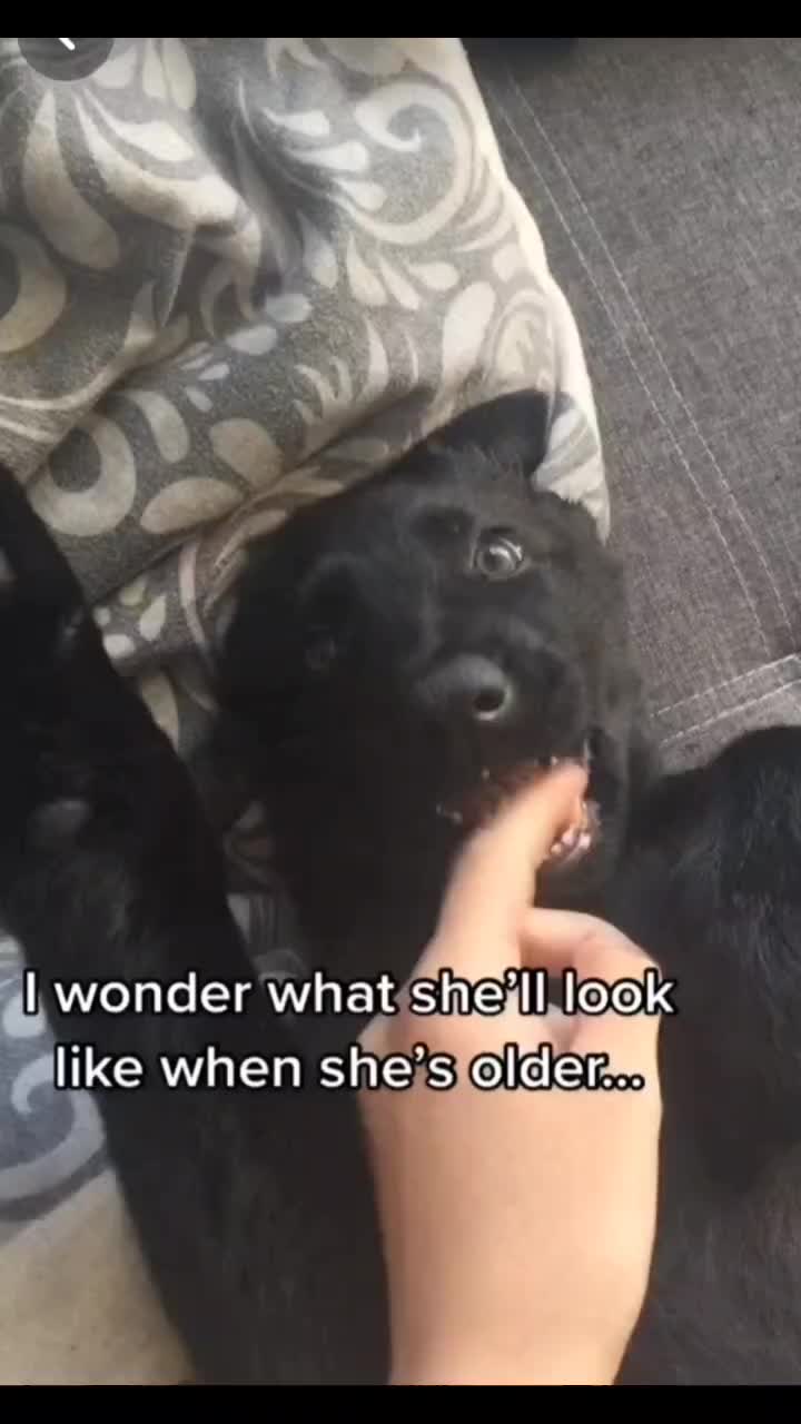 @🐾🌪️~Karma~🌪️🐾