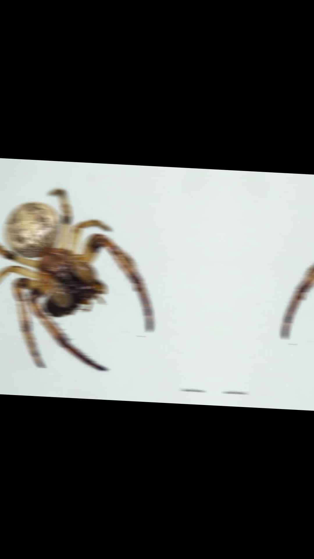 @Jennifer’s_Bugs