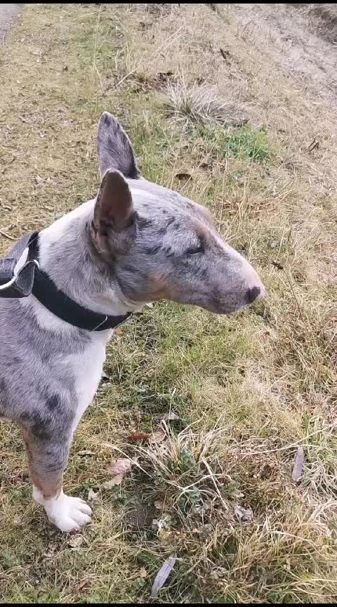 @Mini Bull Terriers from Hell